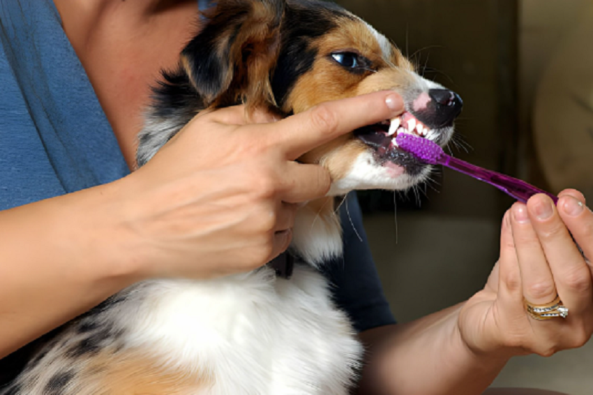 Alternatives to Dog Tooth Brushing Kits