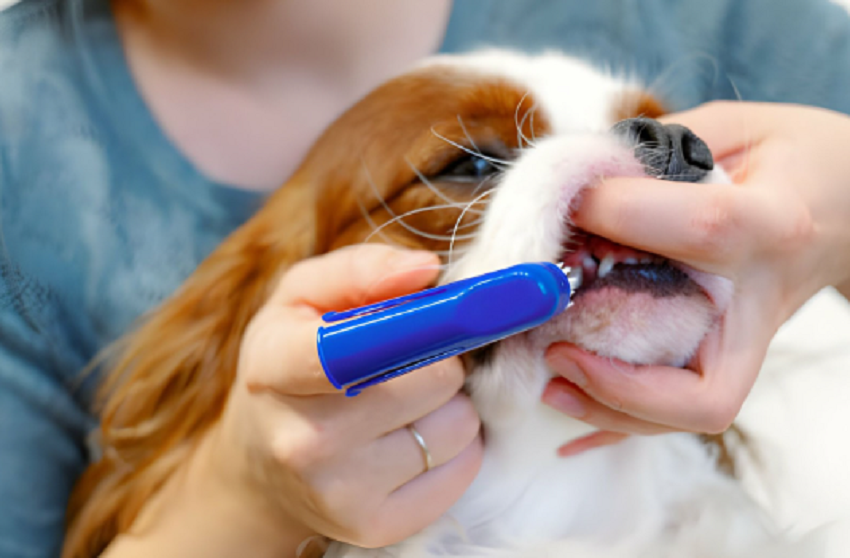 Components of a Dog Tooth Brushing Kit