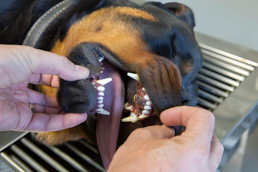 Diagnosing the Need for Dog Braces Diagnosing the need for dog braces is a proactive step in ensuring the overall dental health and well-being of our canine companions. Typically undertaken when the dog is around four to six months old, the diagnosis involves identifying signs of discomfort or head shyness that may indicate dental misalignments. Veterinary dentists assess the condition of the mouth as permanent teeth emerge, determining whether issues like introversion, overbites, or lance teeth are present. Dr. Dan Carmichael highlights the significance of early detection, as it allows for a range of treatment options, from less invasive approaches like "rubber ball therapy" to more complex procedures such as tooth extraction. Pet owners play a crucial role in this process, observing their dogs for any signs of oral discomfort and collaborating with veterinary professionals to address potential dental concerns through timely and effective interventions, including the consideration of dog braces.